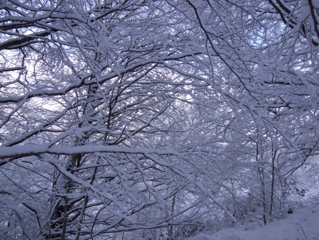 bosco innevato